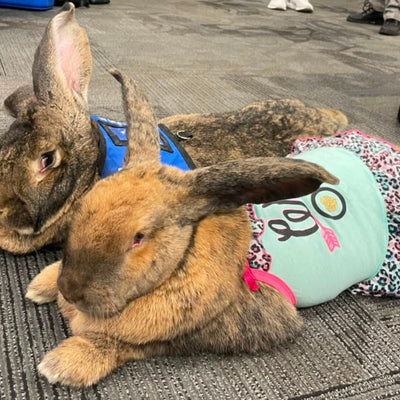 Therapy bunny at an airport