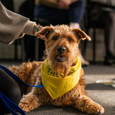 Therapy dog visiting travellers at an airport