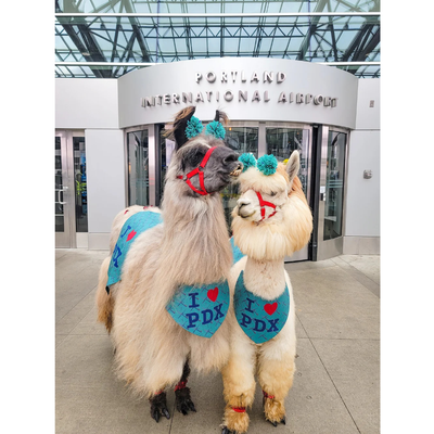 Therapy llamas greeting travellers at an airport