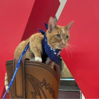 Therapy cat at an airport